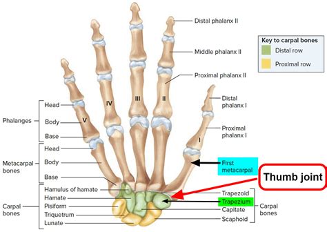 thumb carpometacarpal joint